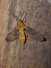 Isanthrene felderi
