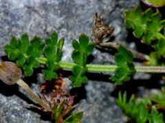 Chaerophyllum colensoi