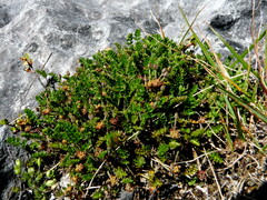 Chaerophyllum colensoi