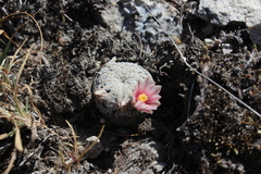 Mammillaria pectinifera