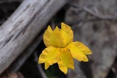 Goodenia lanata