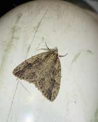 Pseudocoremia rudisata