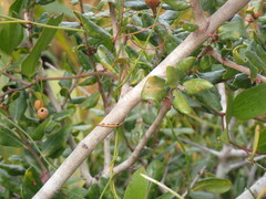 Quercus myrtifolia
