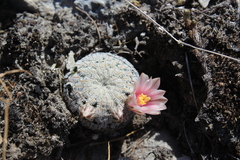 Mammillaria pectinifera