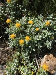 Senecio leucomallus