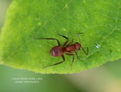 Camponotus rectangularis