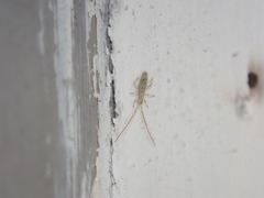 Entomobryoidea