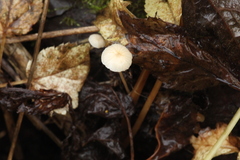 Roridomyces roridus