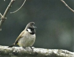 Pycnonotus leucogenys