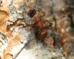 Camponotus rectangularis