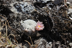 Mammillaria pectinifera