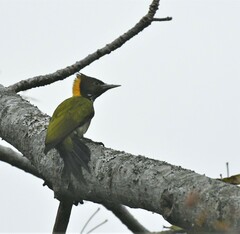 Chrysophlegma flavinucha