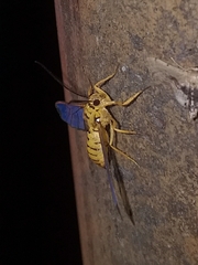 Isanthrene felderi
