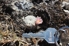 Mammillaria pectinifera