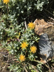 Senecio leucomallus