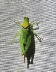 Paulinia acuminata