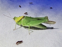 Paulinia acuminata