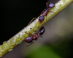 Camponotus subbarbatus