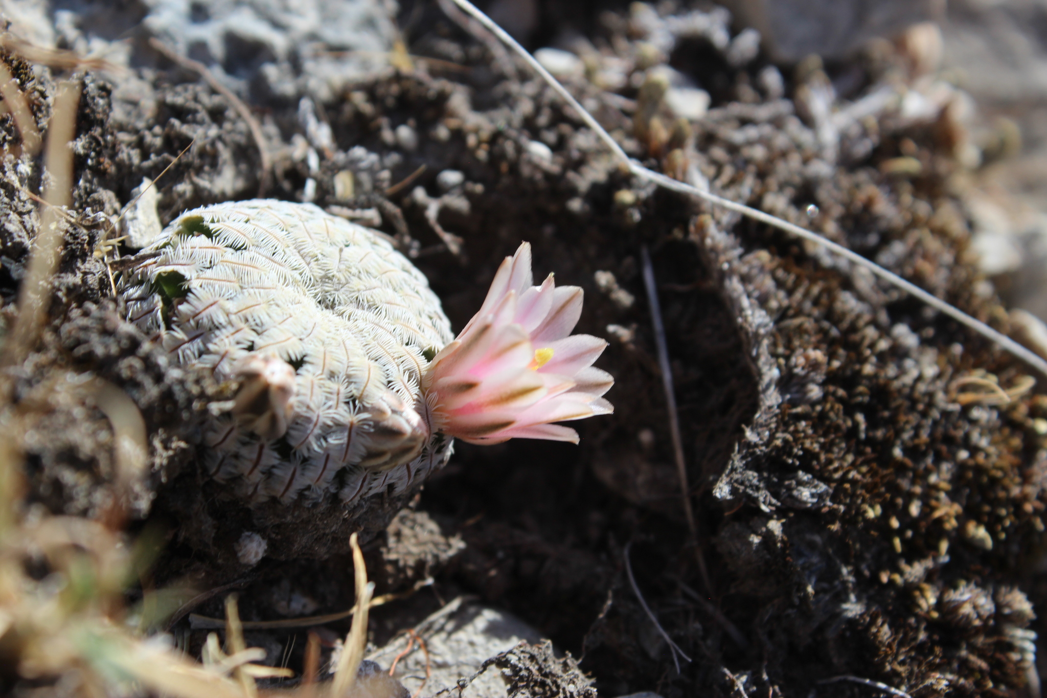 Mammillaria pectinifera