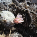 Mammillaria pectinifera - Photo (c) Noemí Velasco Rubí, some rights reserved (CC BY-NC), uploaded by Noemí Velasco Rubí