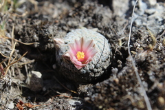 Mammillaria pectinifera