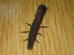 Pyrocoelia prolongata