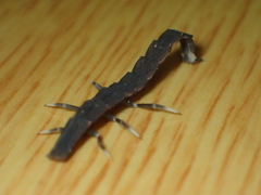 Pyrocoelia prolongata