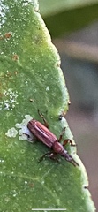 Brentidae