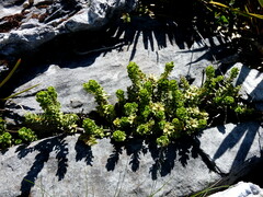 Olearia nummulariifolia