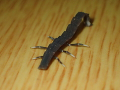 Pyrocoelia prolongata