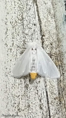Rupela albinella