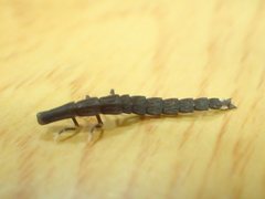 Pyrocoelia prolongata