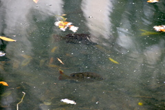 Lepomis macrochirus purpurascens