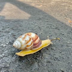 Amphidromus perversus