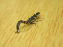 Pyrocoelia prolongata