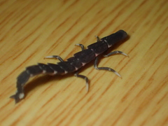 Pyrocoelia prolongata