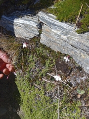 Lobelia linnaeoides