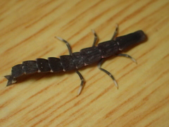 Pyrocoelia prolongata