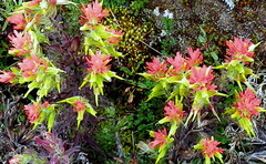 Castilleja fissifolia
