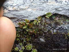 Lobelia linnaeoides