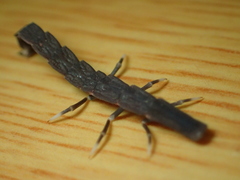 Pyrocoelia prolongata