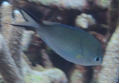 Chromis ternatensis