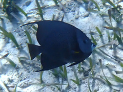 Pomacanthus arcuatus