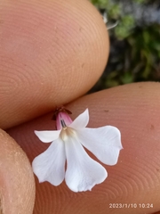 Lobelia linnaeoides