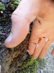 Lobelia linnaeoides