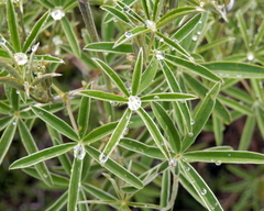 Lupinus pubescens