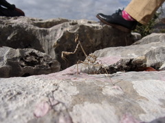 Empusa fasciata