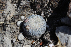 Mammillaria pectinifera