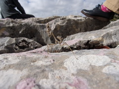 Empusa fasciata