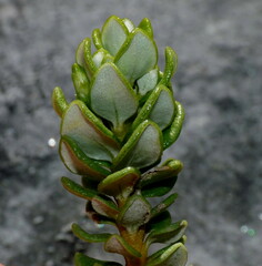 Olearia nummulariifolia
